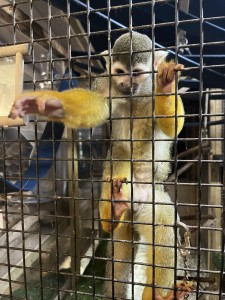 squirrel monkey