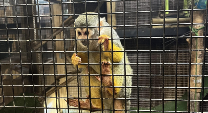 squirrel monkey