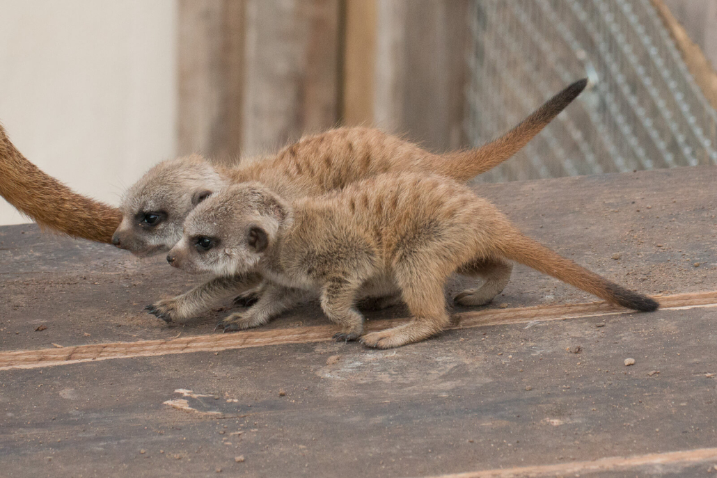 baby meerkats