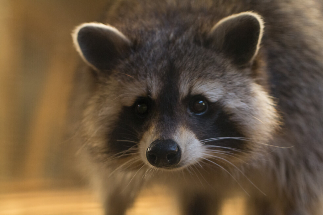 racoon