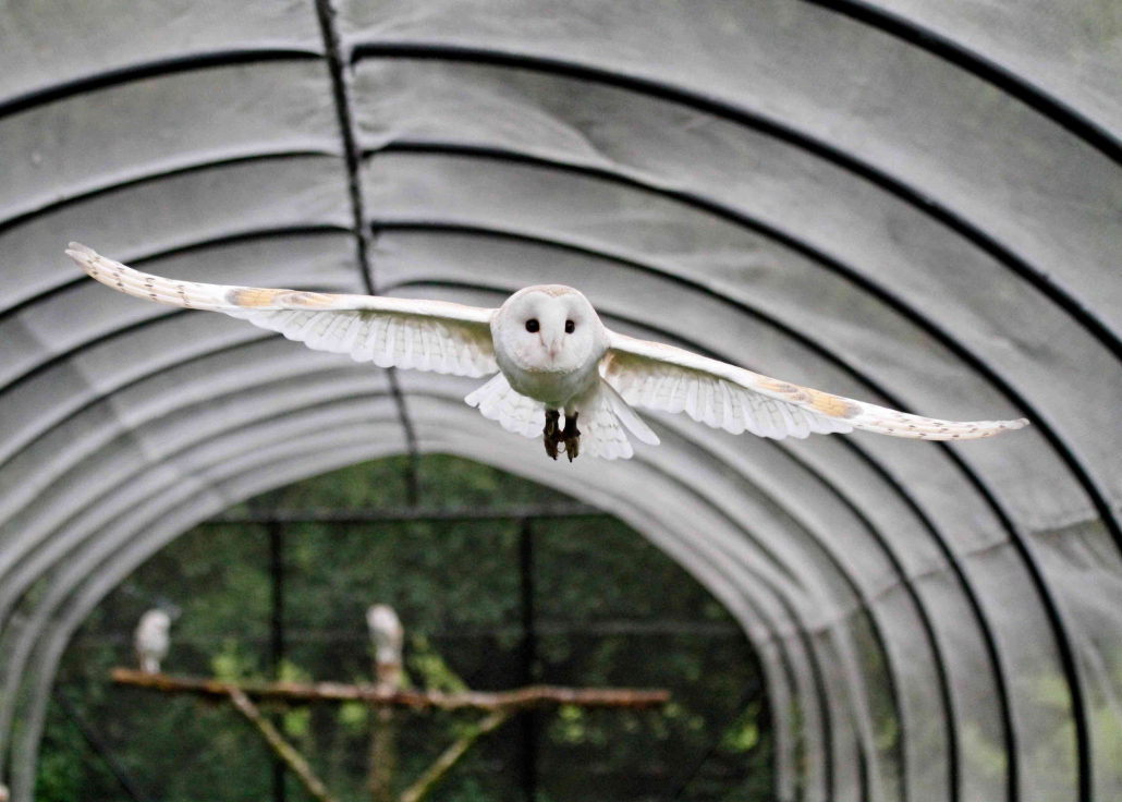 owl flying