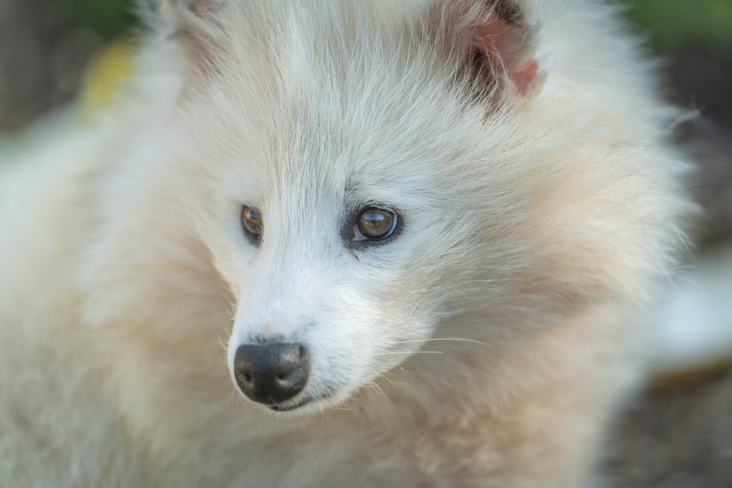 racoon dog