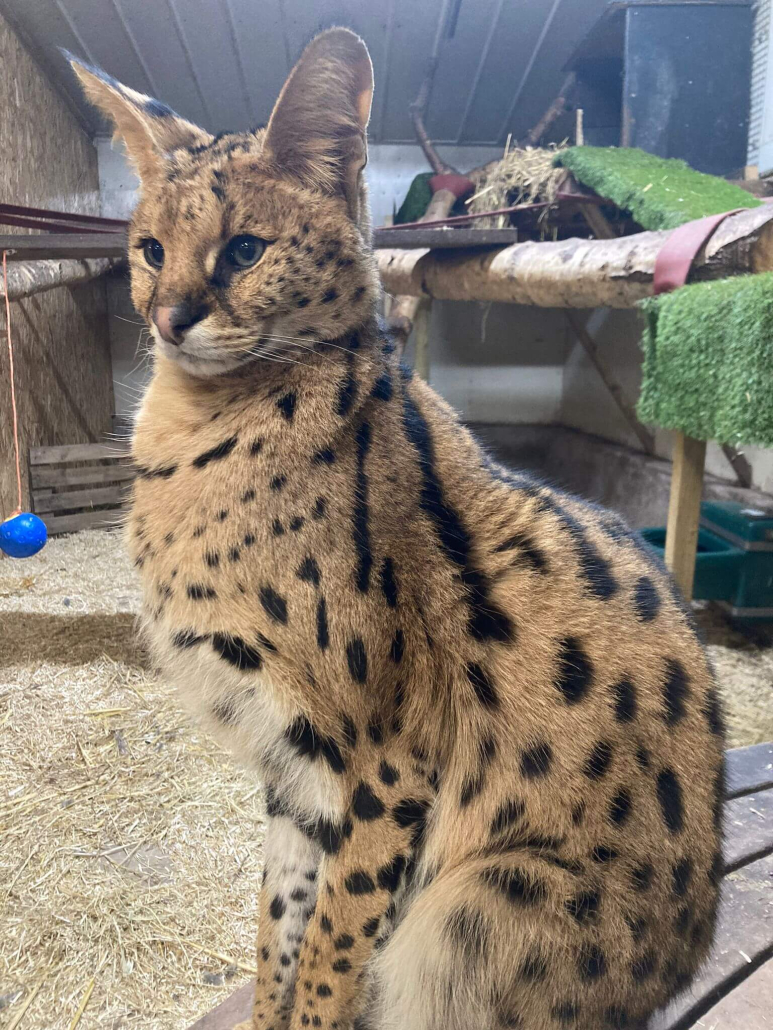 Serval Survival - Wildside Exotic Rescue