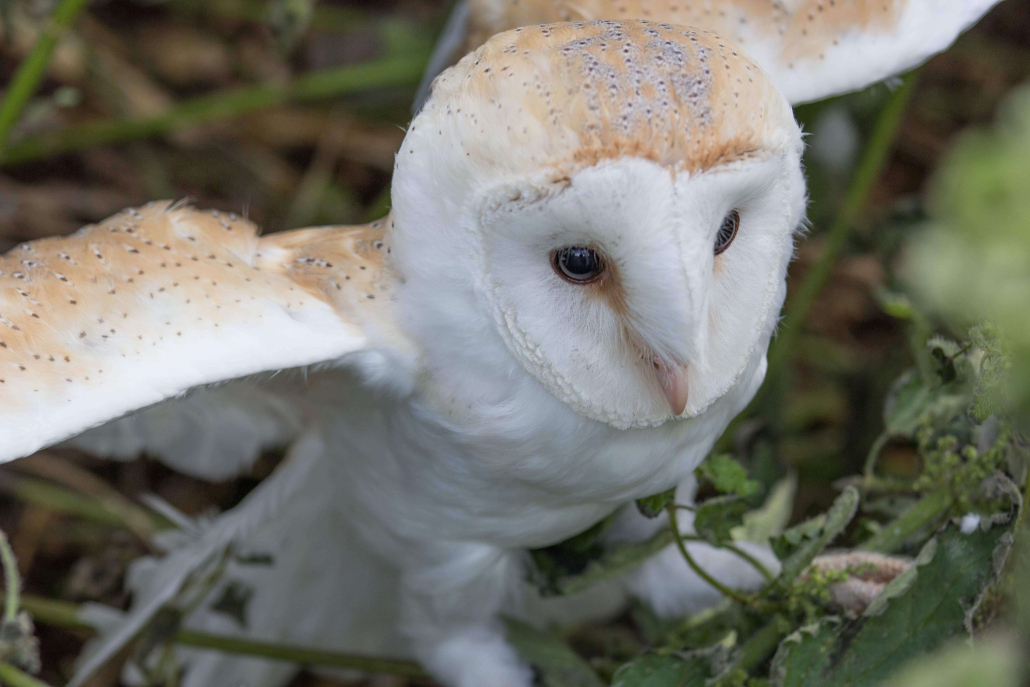 owl on the ground