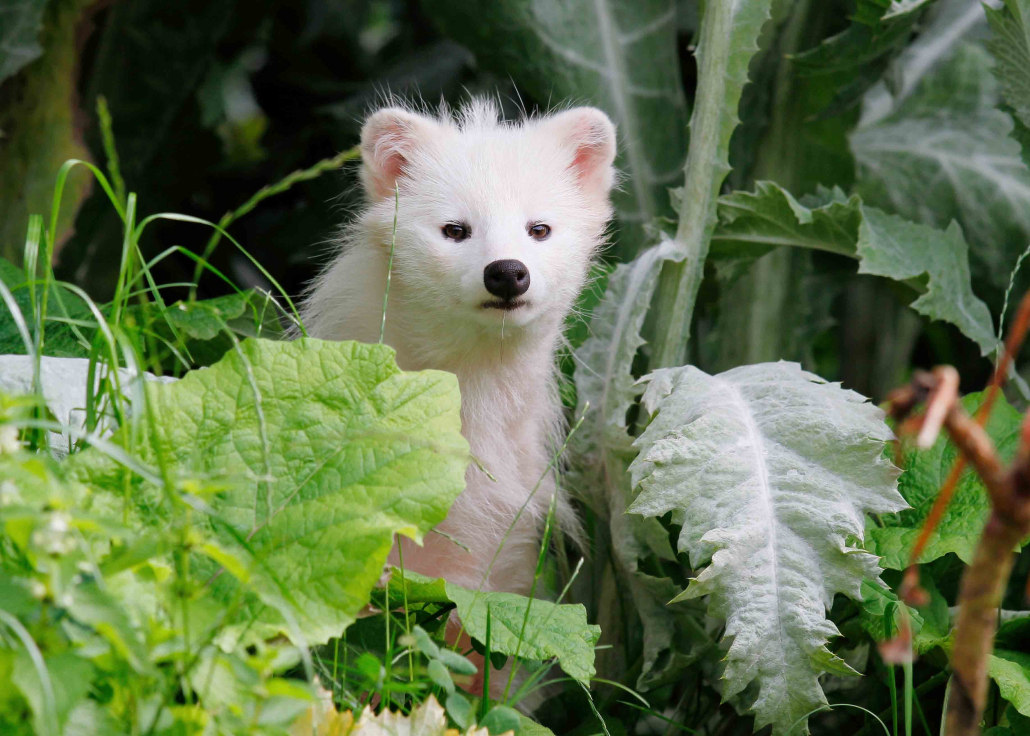 racoon dog