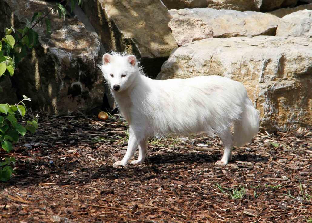 racoon dog