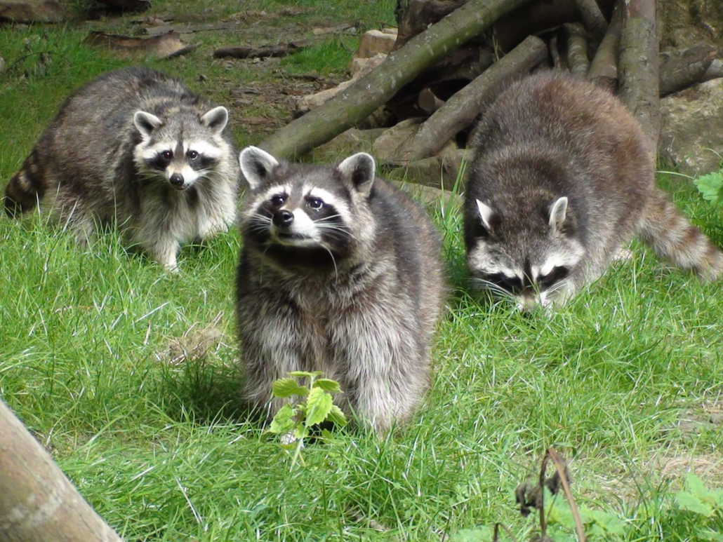 three racoons