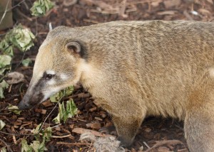 Coati on ground