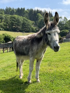 donkey stood in field