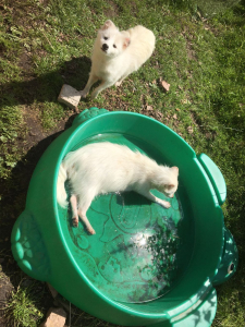 two white racoon dogs