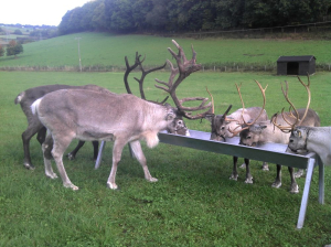 reindeers eating from a raised trough