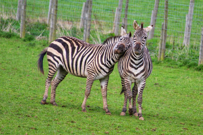 one zebra leaning head on another zebra