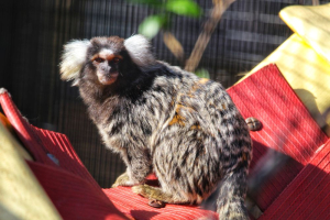 marmoset sat in the sun