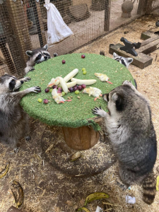 three racoons reaching for food on a stool