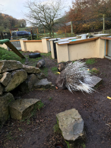 porcupine in its enclosure