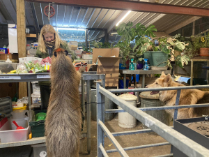 capybara stood on back legs