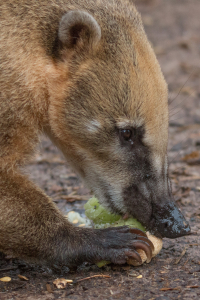 coati eating