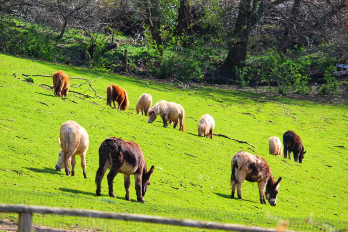 field of donkey and mini ponies grazing