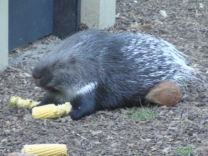 porcupine eating corn on the cob