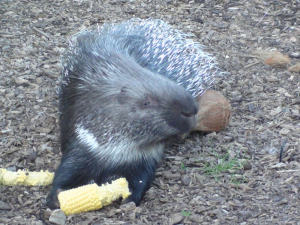 porcupine eating corn on the cob