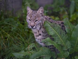 bob cat emerging from grasses