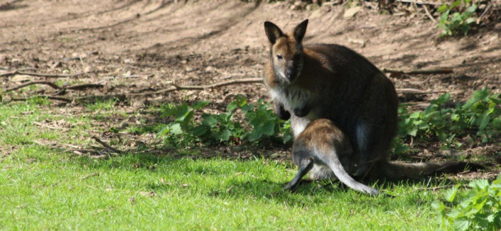 wallaby with joey jumping into pouch