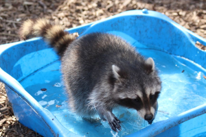 racoon in paddling pool