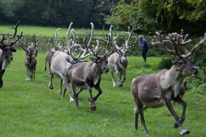 reindeer running in field