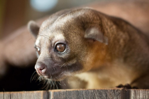 kinkajou head