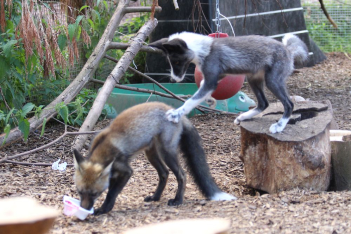 two silver foxes playing