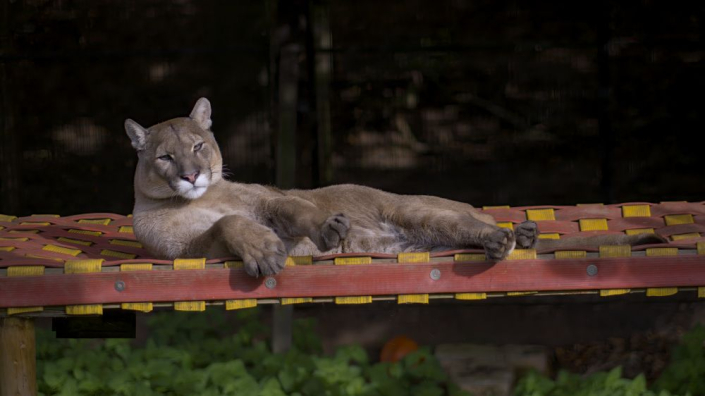 mountain lion lying on platform