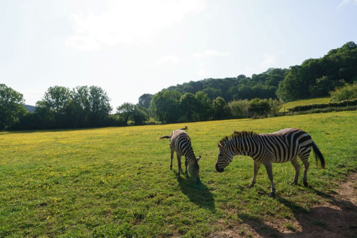 two zebras in field