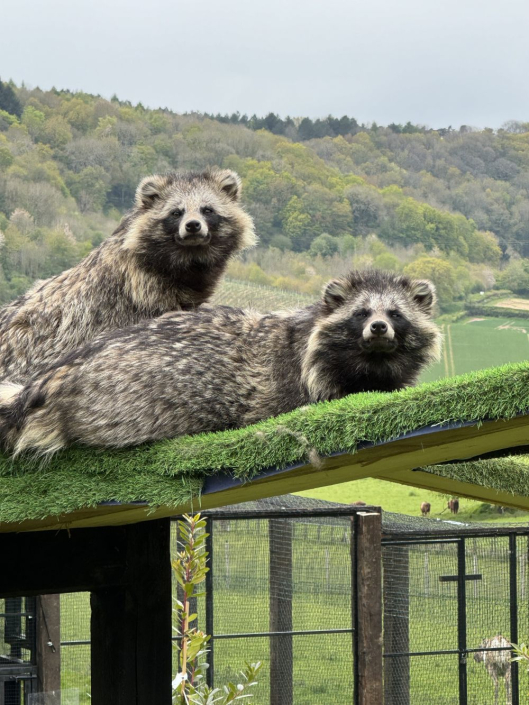 two racoon dogs on perch lovely countryside background