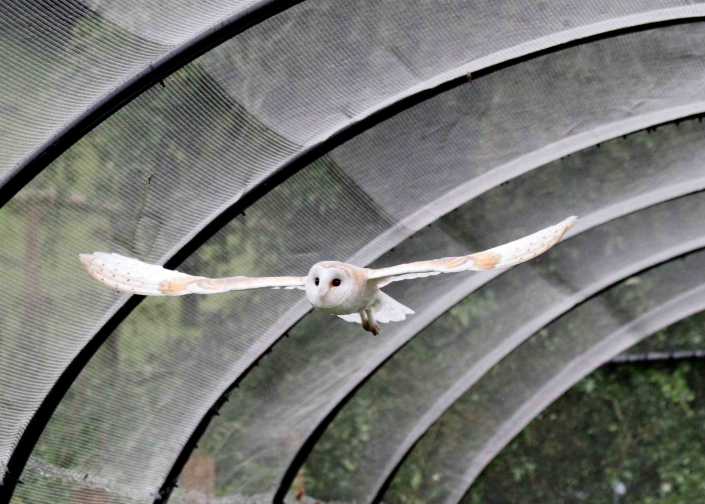 barn owl flying