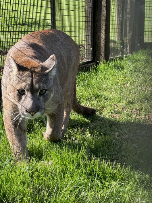 mountain lion walking towards camera