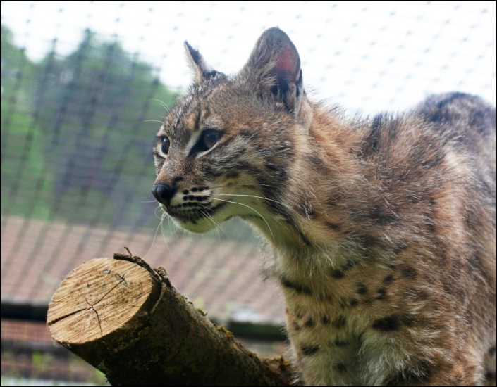 bobcat walking by camera