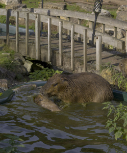 capybara playing in water