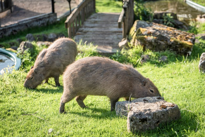 two capybara eating grass