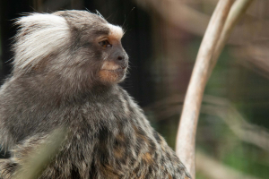 close up of marmoset