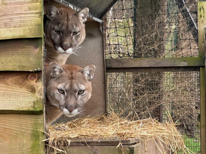 two mountain lion heads peering out of bed