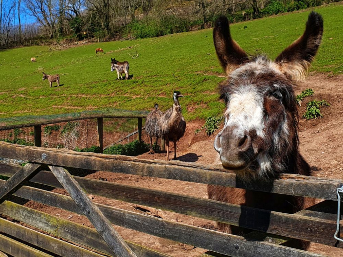 donkey looking over gate