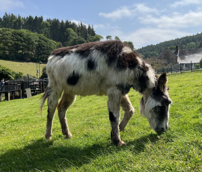 donkey grazing in field