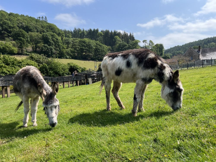 two donkeys grazing next to each other