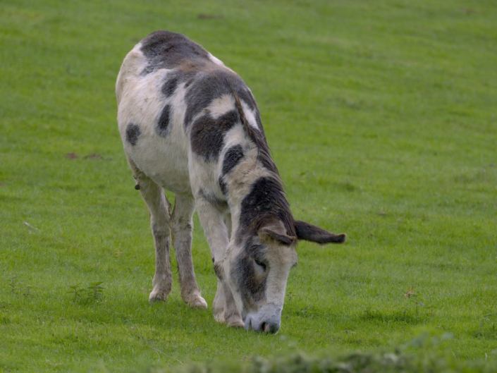 donkey grazing