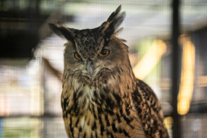 close up eagle owl