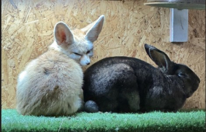 fennec fox lay next to rabbit