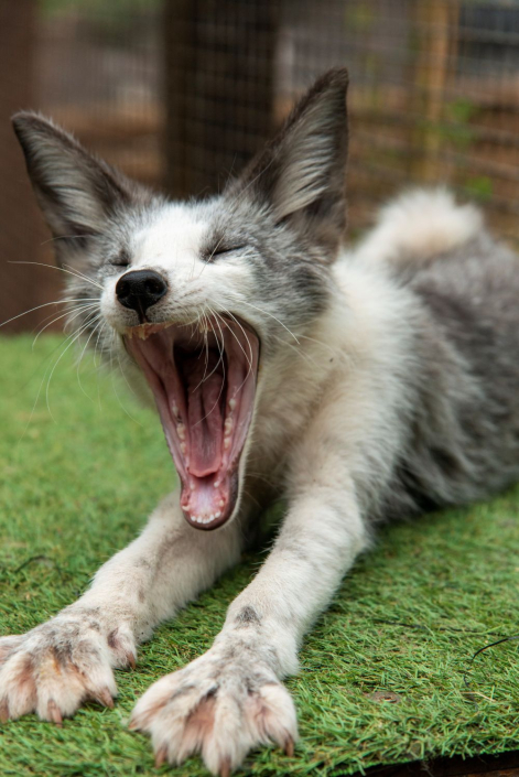 silver fox yawning