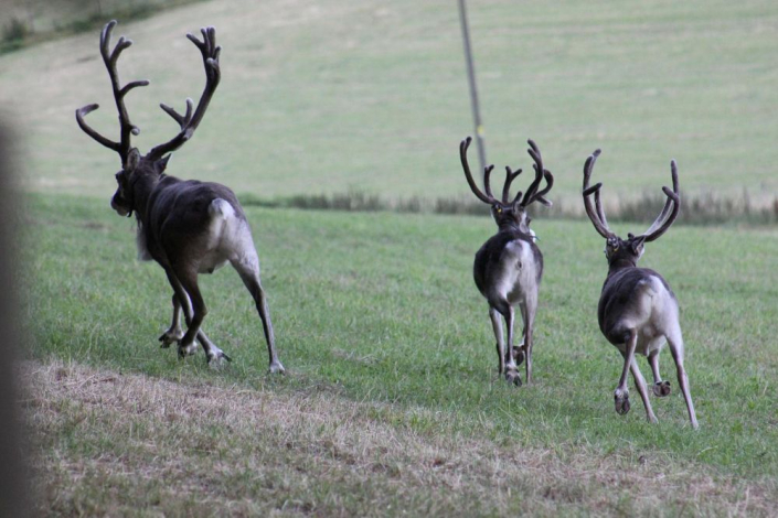 three reindeer running away from camera