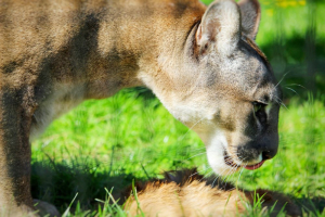 close up mountain lions head