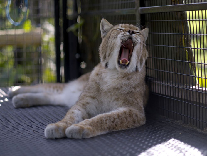 lynx yawning